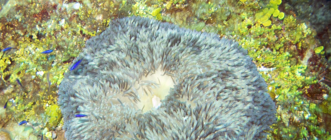 Descubierta una nueva toxina de anémona